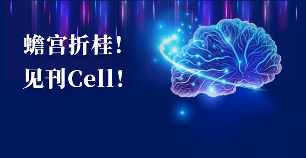 Cell項目文章 | 中國科學家解碼人腦多區域時空發育奧秘！